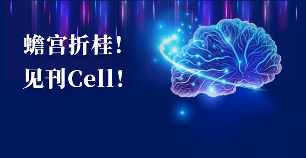 Cell項目文章 | 中國科學家解碼人腦多區域時空發育奧秘！